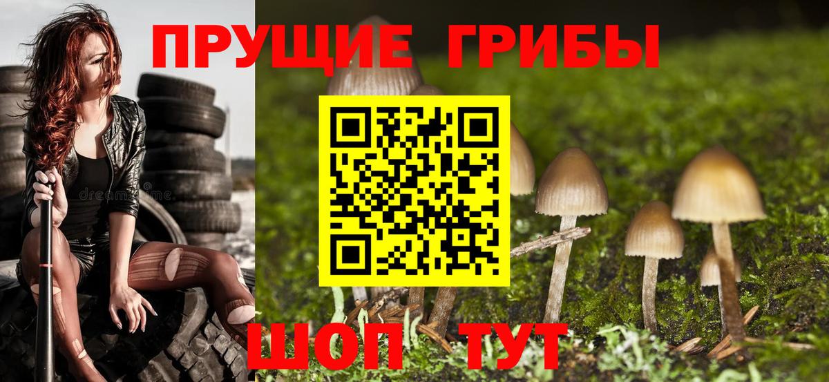 Саров  Галлюциногенные грибы Psilocybine cubensis  Вход с VPN 